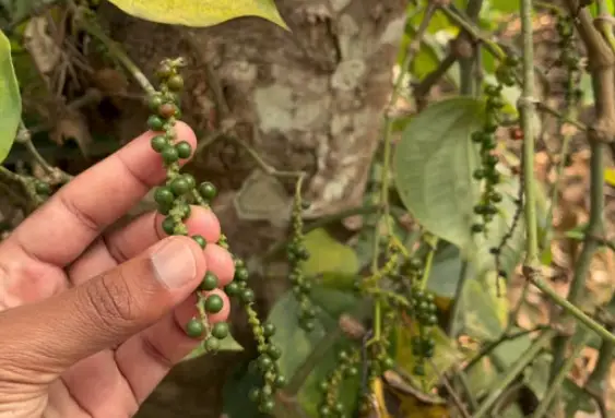 How Black Peppercorns Grow