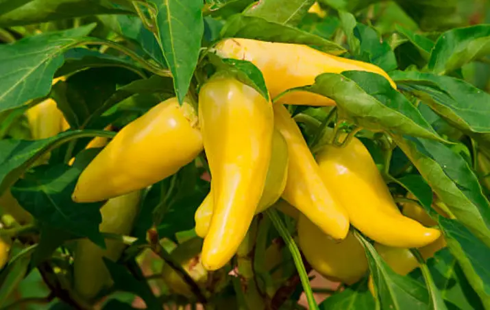 The Spicy World of Hungarian Wax Peppers vs Banana Peppers
