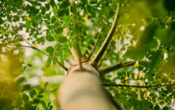Moringa Tree of Life: Nature’s Gift of Nutrition