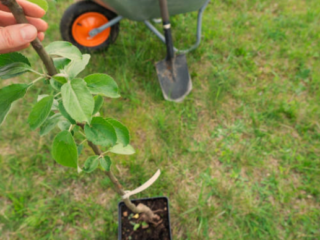 Apple Tree Propagation