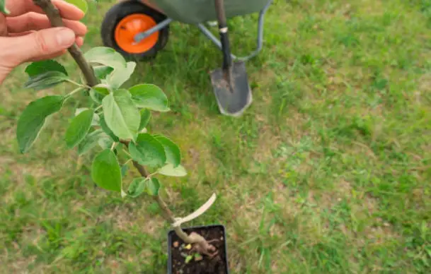Overcoming Challenges in Apple Tree Propagation: Tips and Tricks