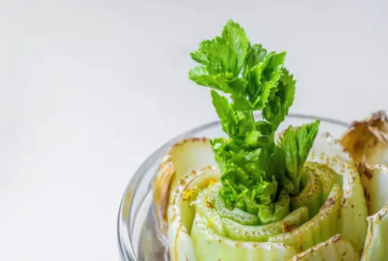 Growing Celery in Water