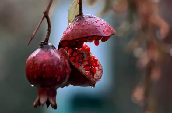  Grow Pomegranates From Seeds