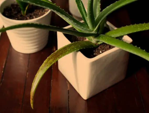 Dying Aloe Vera Plant