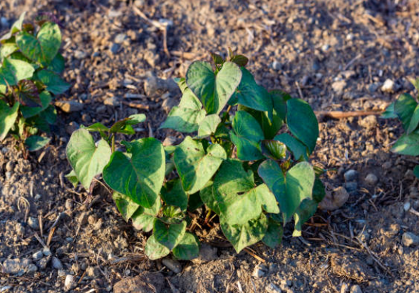 Grow Jicama Plant