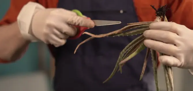 Aloe Plant Cut