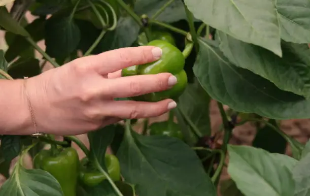 Diseases of Bell Pepper Plants: Cause and Solution