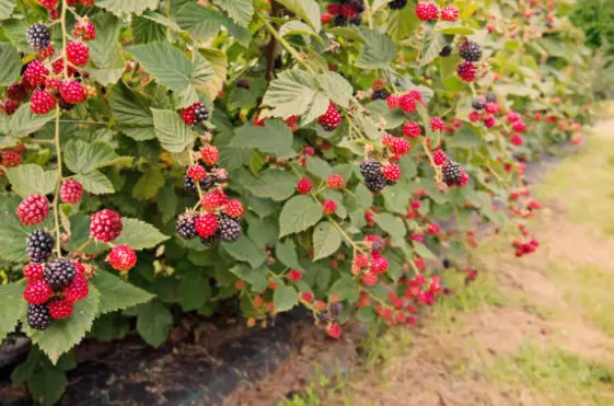 Brambleberry Fruit: Where to Find and How to Identify Them