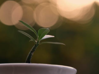 Growing Plumeria in Pots