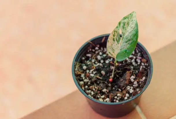 Dealing With Tiny White Bugs in Soil Indoor Plants