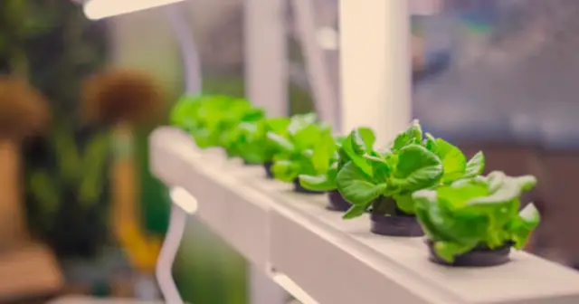 How to Plant a Hydroponic Plant