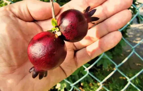 How to Grow a Pomegranate Tree from Seed