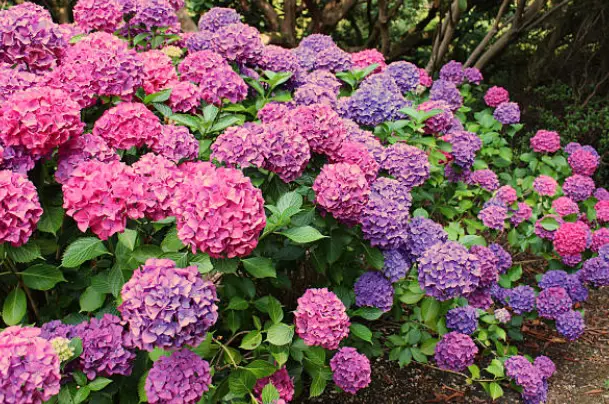Care of Hydrangea Plants in the Fall