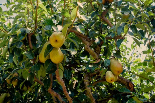 Pear Tree Growth