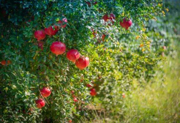 Transplanting Pomegranate Seedlings