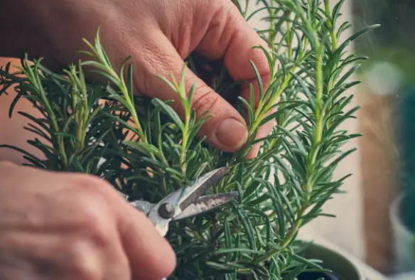 10 Herbs That Can Grow Indoors: Bringing the Garden Indoors