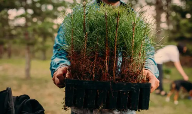 Transplanting and Care for Young Pine Trees