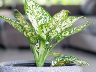 Aglaonema Species