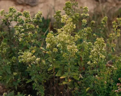 Origanum vulgare hirtum