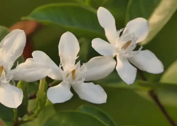  Angel Wing Jasmine Plant