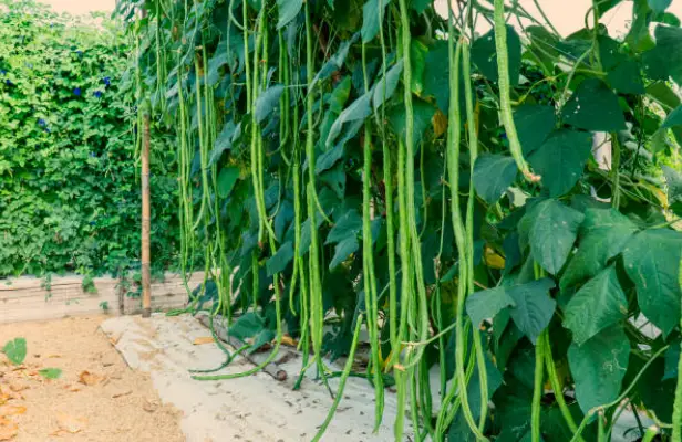 Step-by-Step Guide On Growing Long Beans