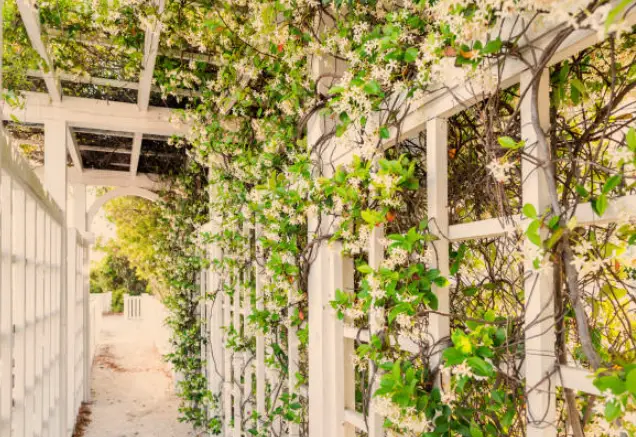 The Angel Wing Jasmine Plant: A Heavenly Vining Beauty