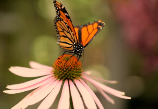 Coneflowers (Echinacea)