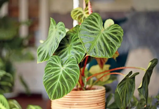 Philodendron Species