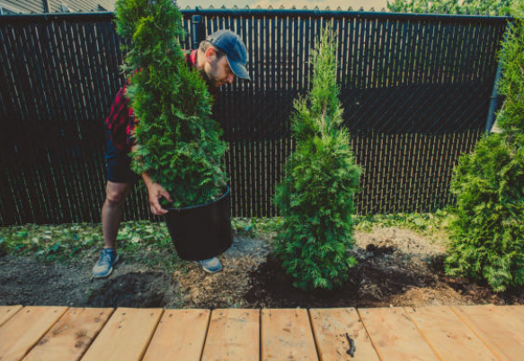 Evergreen Foundation Planting