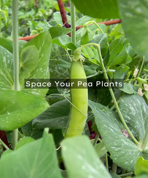 Space Your Pea Plants