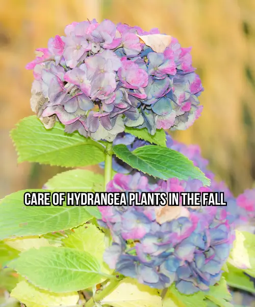 care of hydrangea plants in the fall
