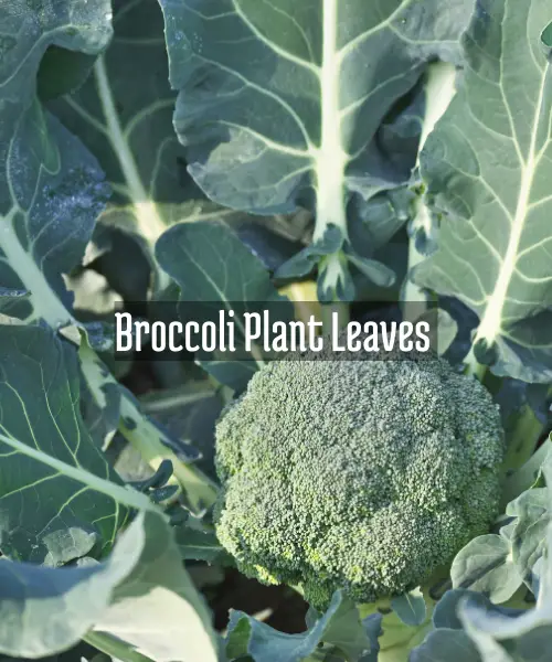 Are Broccoli Plant Leaves Edible