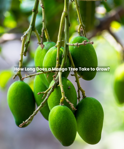 How Long Does a Mango Tree Take to Grow?