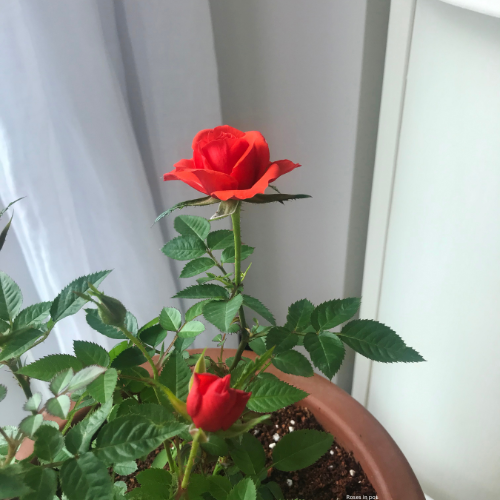 Red Roses in pot