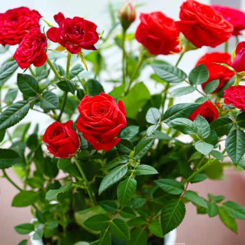 Roses in pot