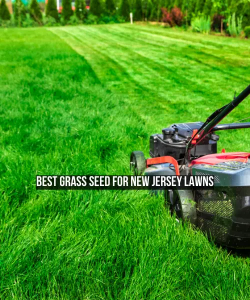 The Best Grass Seed for New Jersey Lawns