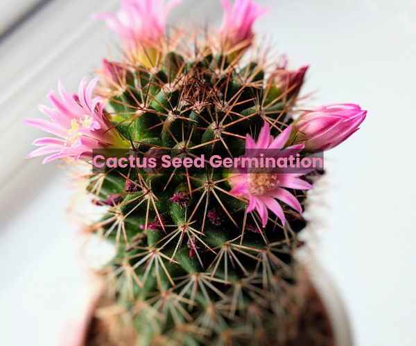 Cactus Seed Germination