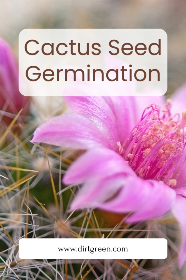 Cactus Seed Germination