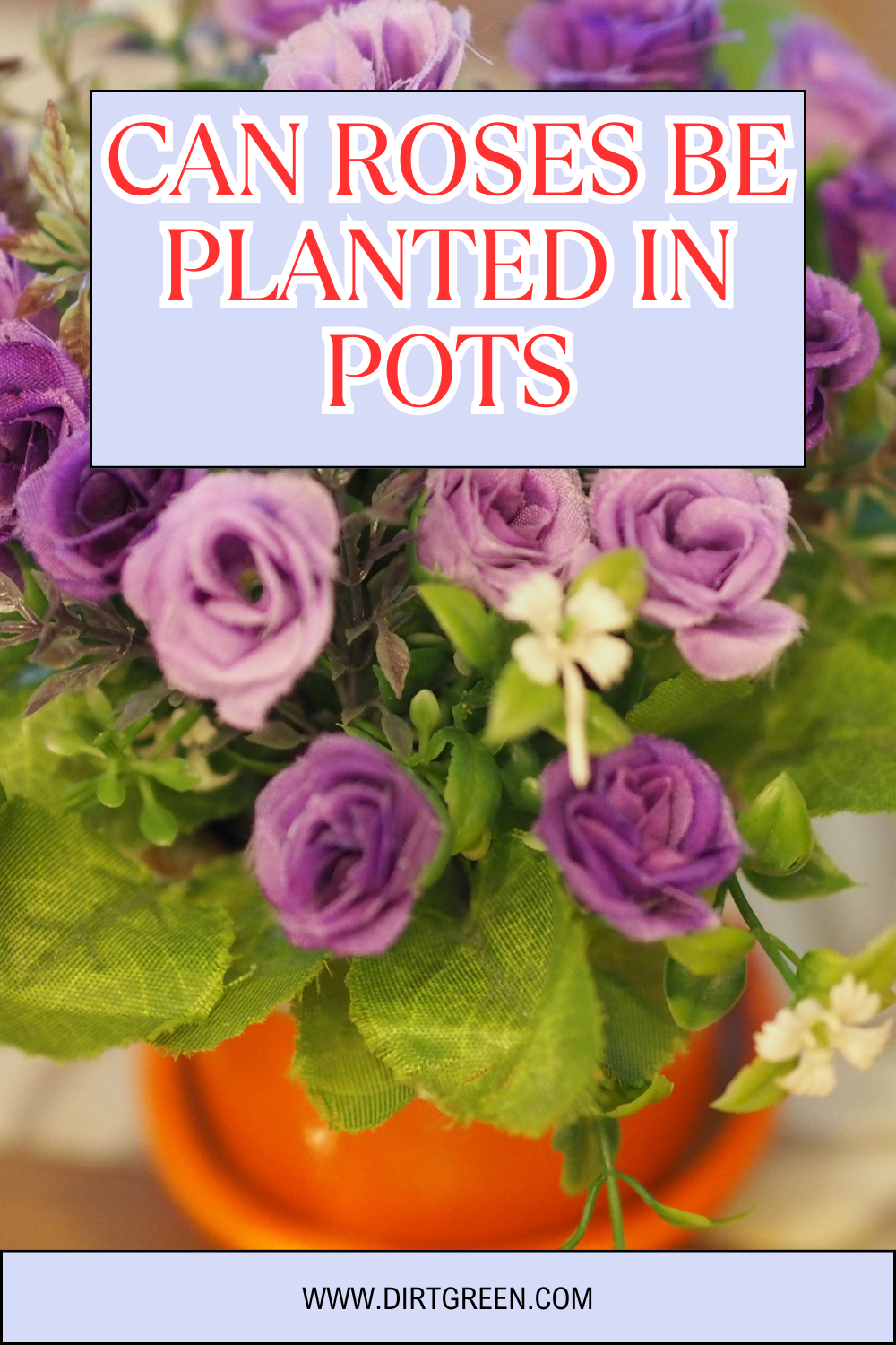 Can Roses Be Planted in Pots? A Comprehensive Guide