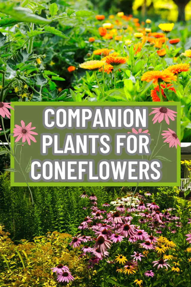 Companion Plants For Coneflowers