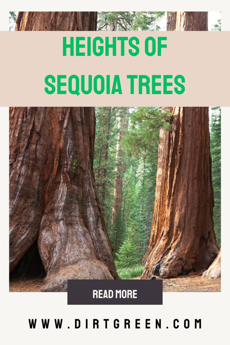 Mesmerizing The Heights In Feet Of The Trees For Sale View Collection Mesmerizing The Heights In Feet Of The Trees For Sale View Collection