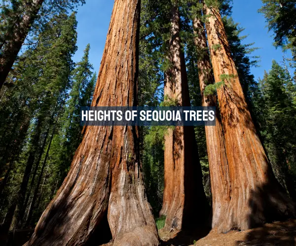 Heights of Sequoia Trees