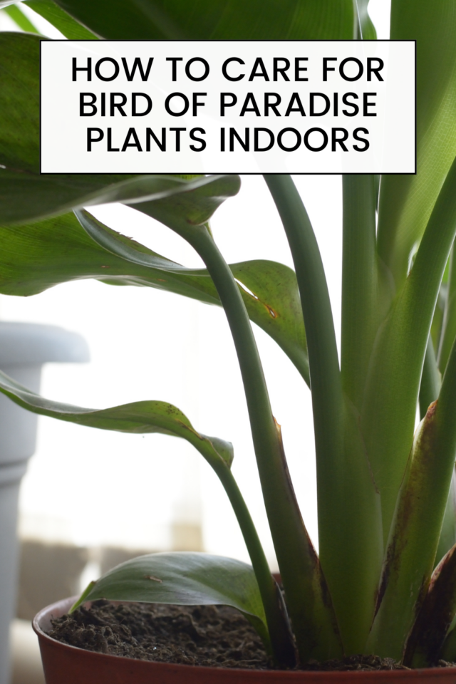 How To Care For Bird of Paradise Plants Indoors