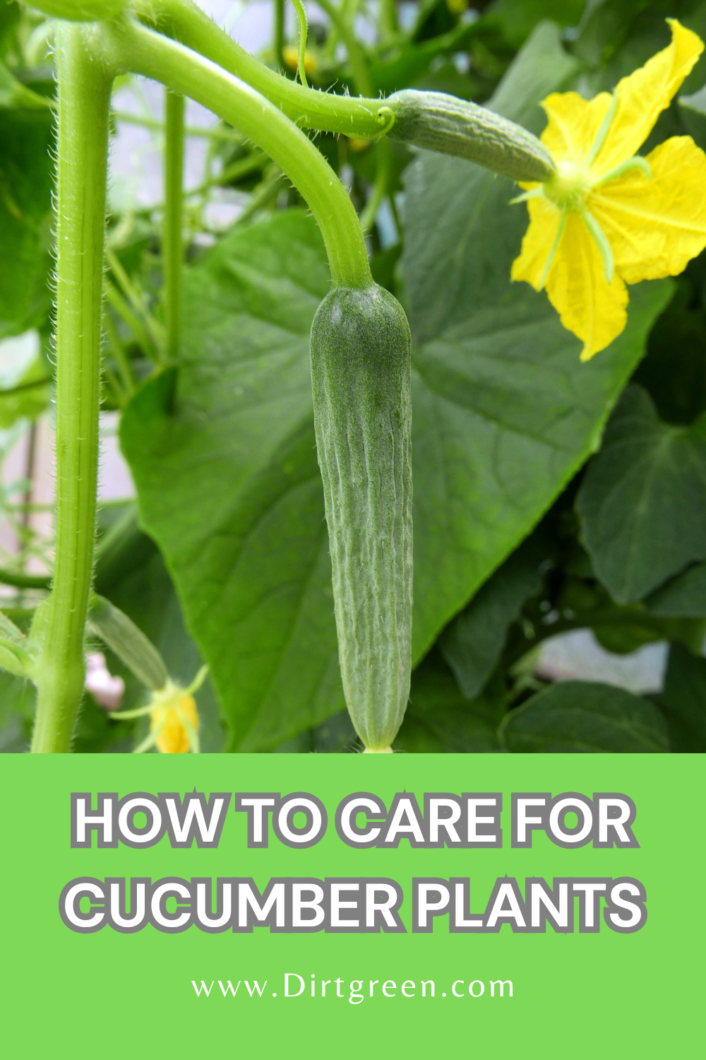 How to Care For Cucumber Plants: Growing Tips