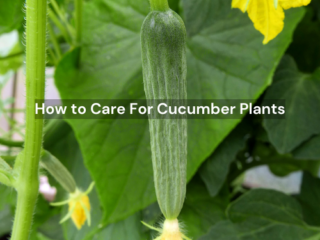Care For Cucumber Plants