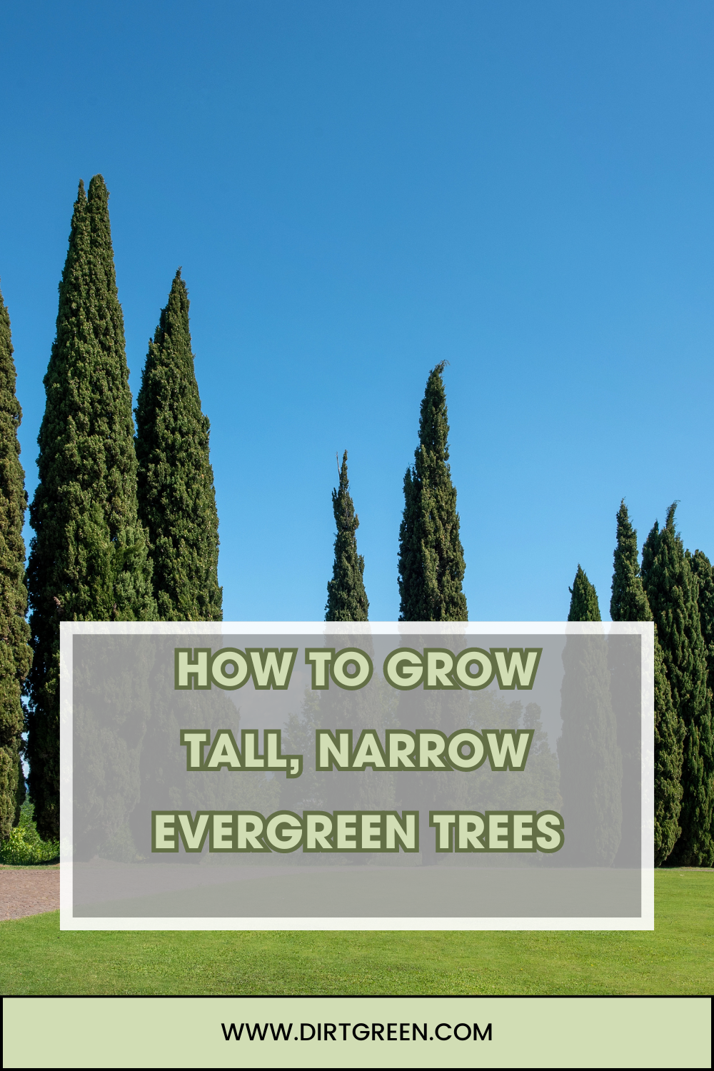 How to Grow Tall, Narrow Evergreen Trees