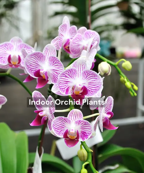 How to Grow Beautiful Indoor Orchid Plants