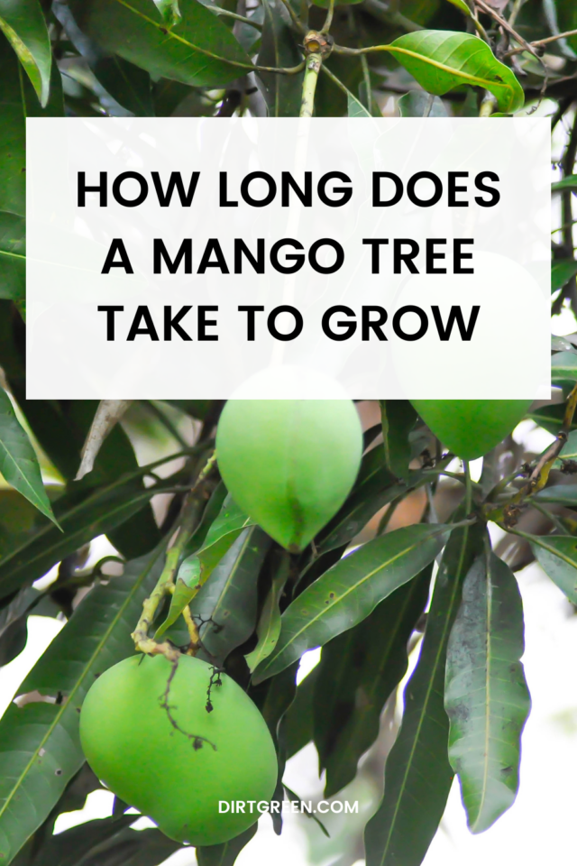How Long Does a Mango Tree Take to Grow?