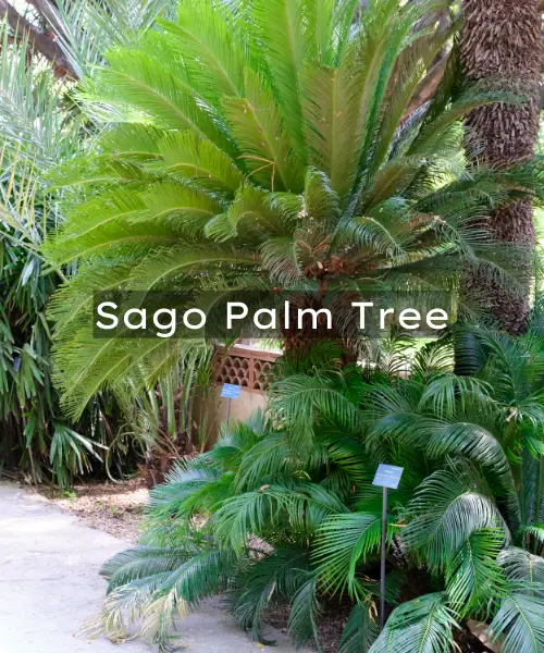 Sago Palm Tree Care: Everything You Need to Know
