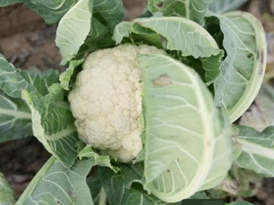 Are Broccoli Plant Leaves Edible?